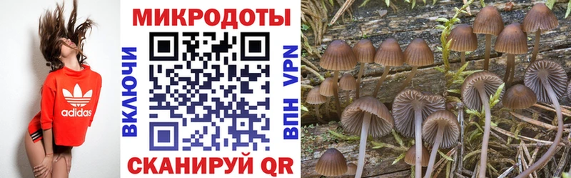 цены   Боровск  Псилоцибиновые грибы Psilocybe 